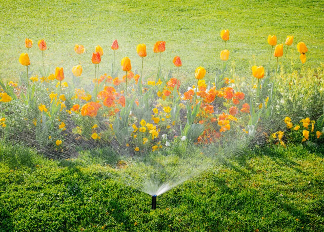 Irrigation Dante's Native Landscape